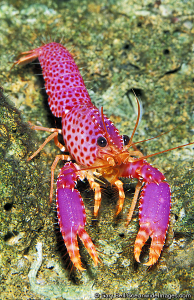 Debelius' Reef Lobster (Enoplometopus debelius) · iNaturalist