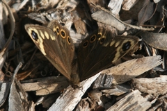 Dira clytus eurina