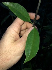 Coelospermum paniculatum