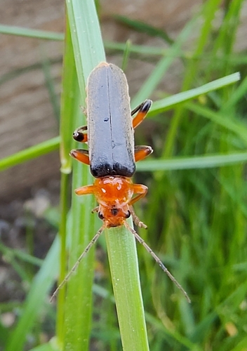 Cantharis livida
