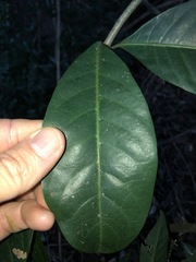 Coelospermum paniculatum