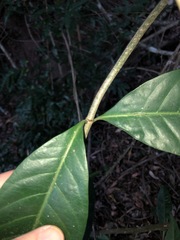 Coelospermum paniculatum
