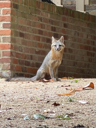 Gray Fox observed by matango