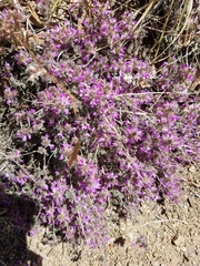 Dalea versicolor