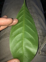 Coelospermum paniculatum