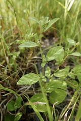 Sida glomerata