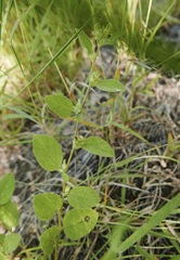 Sida glomerata