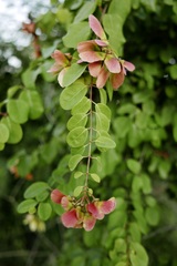 Heteropterys purpurea