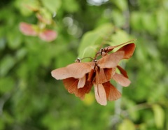 Heteropterys purpurea