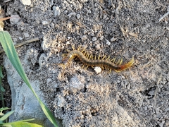 Scolopendra cingulata