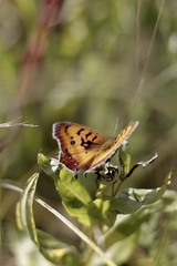 Catacroptera cloanthe cloanthe