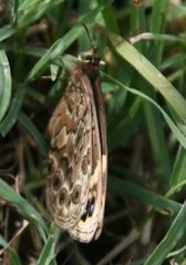 Dira clytus eurina