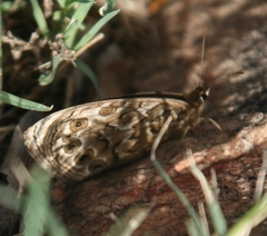 Dira clytus eurina