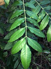 Flindersia xanthoxyla