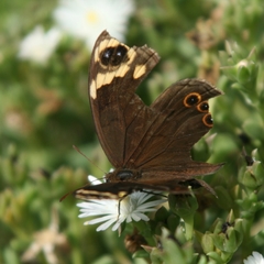 Dira clytus eurina