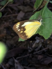 Cepora perimale scyllara