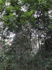 Flindersia xanthoxyla