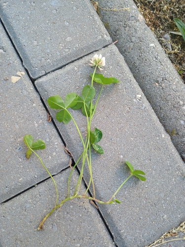 white clover