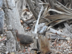 Crypturellus cinnamomeus