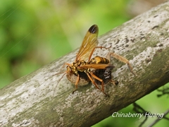 Macromerella honesta