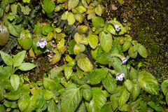 Diastema vexans
