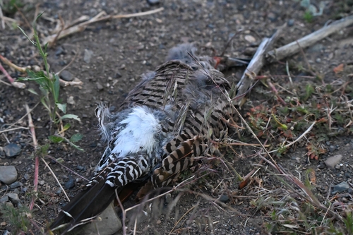 iNaturalist observation photo of Southwestern Red-shafted Flicker
