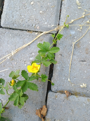 Creeping cinquefoil