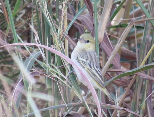 iNaturalist image