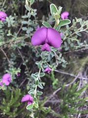 Podalyria burchellii