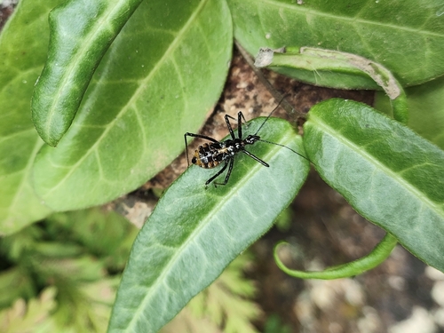 Sphedanolestes pubinotum