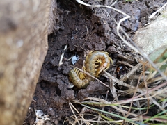 Scolopendra cingulata