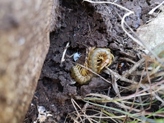 Scolopendra cingulata