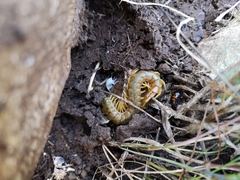 Scolopendra cingulata