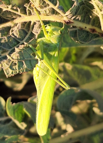 Great Green Bush-cricket