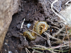 Scolopendra cingulata
