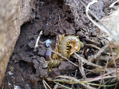 Scolopendra cingulata