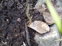 Scolopendra cingulata