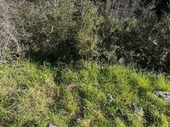 Scolopendra cingulata