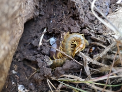 Scolopendra cingulata