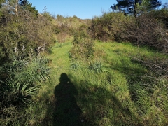 Scolopendra cingulata
