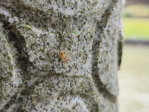 Serendiba staliana