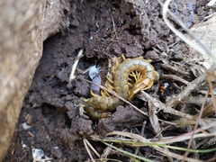 Scolopendra cingulata