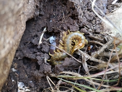 Scolopendra cingulata