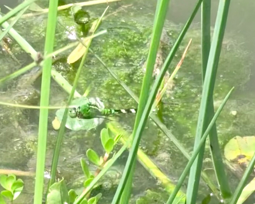 Eastern Pondhawk