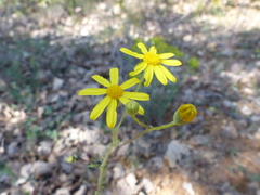 Senecio gallicus