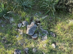 Scolopendra cingulata