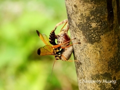 Macromerella honesta