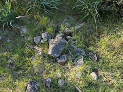 Scolopendra cingulata