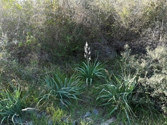 Scolopendra cingulata