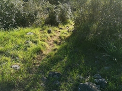 Scolopendra cingulata